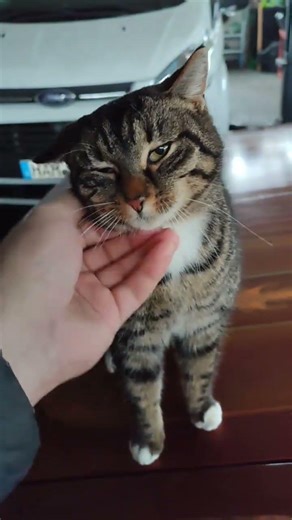 #Умничка наша #Тигрица