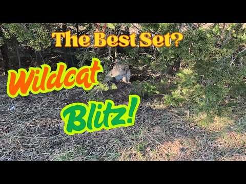 Bobcat Walk Through Strikes Again #trapping #coyotetrapping #coyote #bobcat #walkthrough #dryland