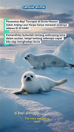 Anjing laut Harpa - Perawatan bayi tersingkat #shortstory #edukasihewan #faktahewan #shorts