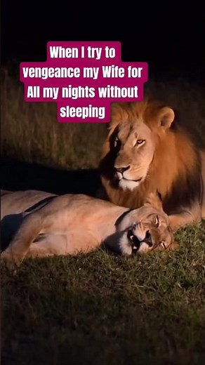 When I try to vengeance my Wife for all my nights without sleeping ❤️✝️💍 #kateleonel #lioness #lion