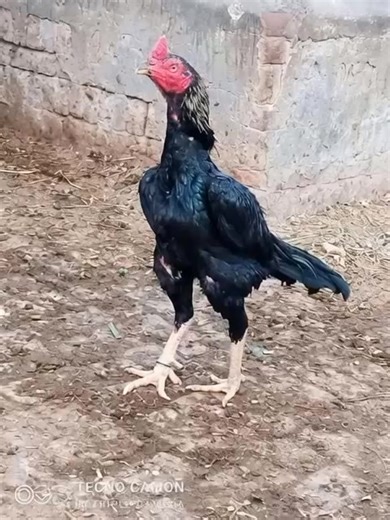 murga dance🤪🤭#foryou