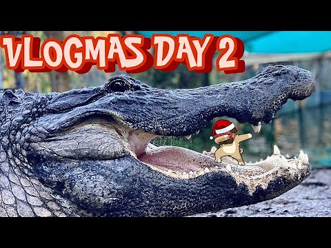 MOVING CHESTER‼️ THE BIGGEST ALLIGATOR at GATORLAND ⁉️ VLOGMAS DAY 2