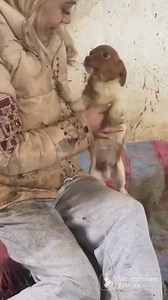 Mashu ❤ Der kleine Schatz ist ca. 4 Monate alt und wird vorraussichtlich eine kleine Endgröße erreichen. Der Süße ist welpentypisch verspielt, offen und verschmust ❤. Katzen kennt er bereits 🥰🐕🐈 Er liebt es mit ihren Artgenossen zu spielen und zu kuscheln. Mashu ist geimpft, gechipt und reist nach positiver Vorkontrolle, Schutzgebühr Schutzvertrag über einen Verein mit Erlaubnis nach Paragraph 11. | Homeless Dogs Romania e.V