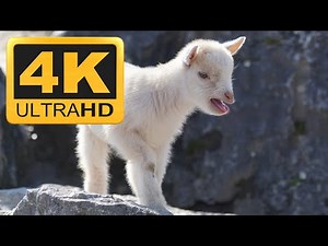 Goat Relaxing Instrumental Meditation Music Video