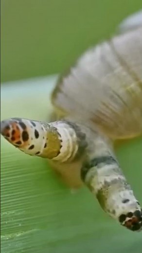 🧟‍♂️ What is a Zombie? Real-Life Cases in Nature 🌍 | Zombie Apocalypse Explained ⚡