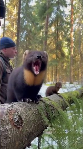 Sable Family in Their Natural Habitat Rare Wildlife Documentary #Sable#SableCubs#MartesZibellina