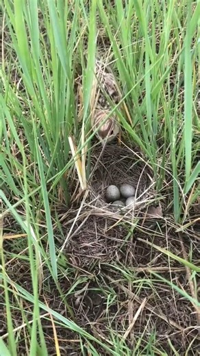 Transform Your Home with DIY Magic: 5 Easy Projects Under $50