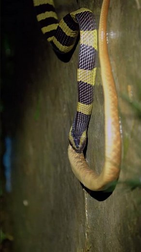 Rare Banded Krait Eating a Water Snake