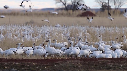 7.2K views · 346 reactions | Listen to sounds of spring in the Harney Basin! Video clip featuring sandhill crane, red-winged blackbird, song sparrow, marbled godwit, killdeer, Cooper's hawk, red-tailed hawk, and snow and Ross's geese by Peter Pearsall/USFWS | Friends of Malheur National Wildlife Refuge | Facebook