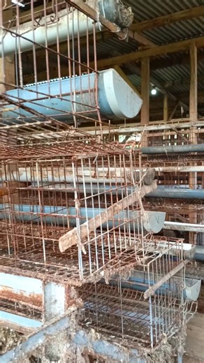 laying hen battery cage after 6 years #farming #layinghens | Reza Rezaldi