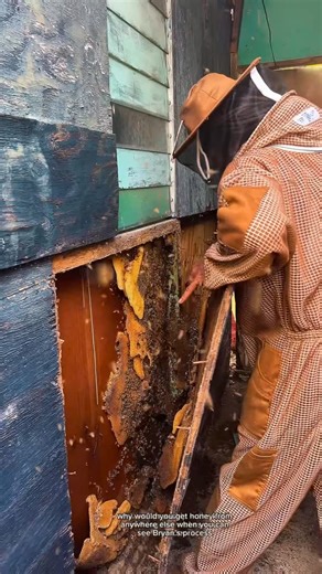 Hive & Vino 🐝 on Instagram: "Where is this Dancehall Queen 🤯😱😨🥵 . #jamaicanbeekeeper #farmersofinstagram #beekeeping"
