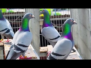 Healthy Racing Pigeon Feeding Routine | Balanced Food Mix for Winners