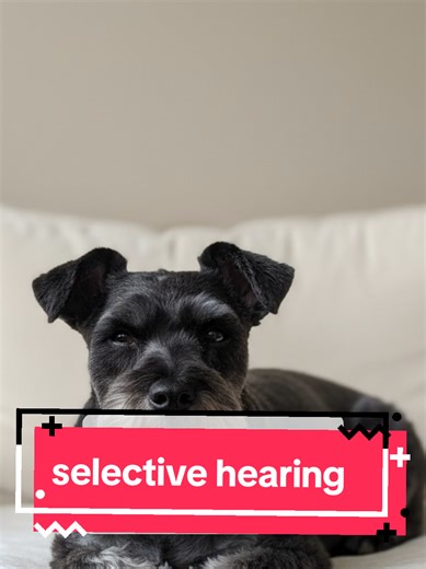If your Miniature Schnauzer ignores you but reacts instantly to food sounds, it’s not selective hearing. Schnauzers filter sound by relevance and respond fastest to what feels new or important. #minischnauzer #schnauzerbehavior #dogpsychology #smartdogs #dogtraining