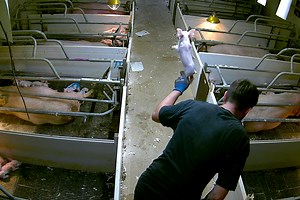 Cranswick had promised it had ended 'piglet slamming' - but workers were seen still using the technique later