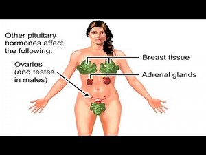 Pituitary Gland - Hormones of Hypophysis Functions and Disorders Animation Video Lecture - MBBS