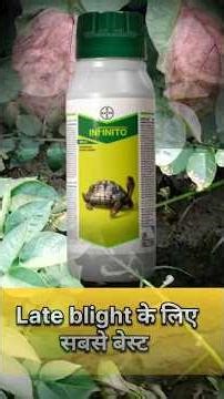 Bayer Infinito: Ultimate Potato Protection! 🥔