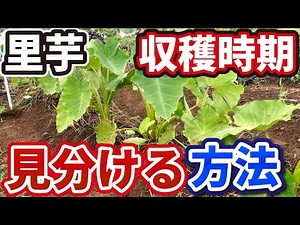 【さといも】里芋の収穫時期を見極める簡単な方法とは？