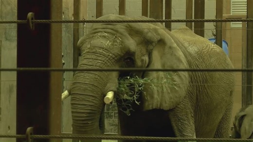 Extreme cold prompts Toledo Zoo to close, focus on animal care