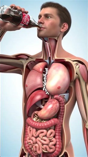 What Happens Inside Your Body When You Drink Coca-Cola | 3D Anatomy Animation