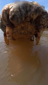 10K views · 6K reactions | Stumpy has seen some serious combat over...