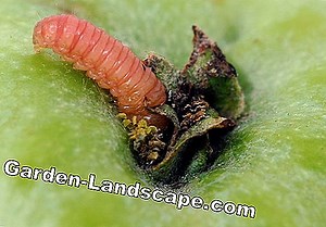 Care of the garden: What are insecticides - insect control | 2025