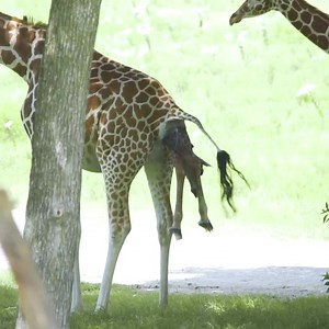 Thank giraffe it's Friday! This is the birth video of our newest calf "Nessa". Did you know that giraffes fall six feet when they are born? Imagine watching a human baby fall six feet when they're born. 😱 #funfactfriday #giraffe #giraffecalf #fossilrim #wildlife #wildlifevideos | Fossil Rim Wildlife Center