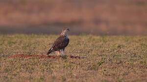 787K views · 3.2K reactions | A hawk hunting prairie dogs in Southwest Colorado. | Wildlife throughhopeseyes. | Facebook