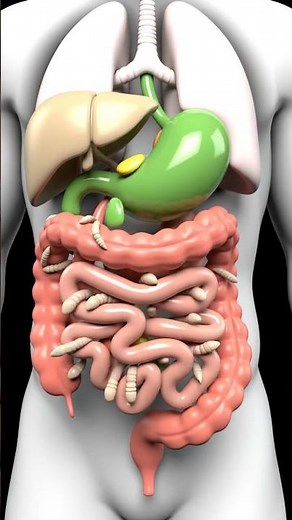 How Food Moves Through Your Body With Worms! | 3D Digestive Animation