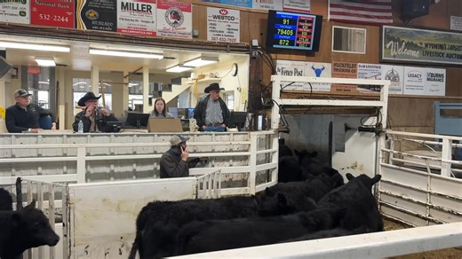 Starting off STRONG on big strings of feeders! 💪🔥 The Buckhaults Cattle Co Steers kicked things off in a big way today: • 91 head weighing 872 lbs brought $369.50/cwt • 125 head weighing 817 lbs brought $382.50/cwt 💥 Great demand for quality feeder cattle! 💥 | Torrington Livestock Markets