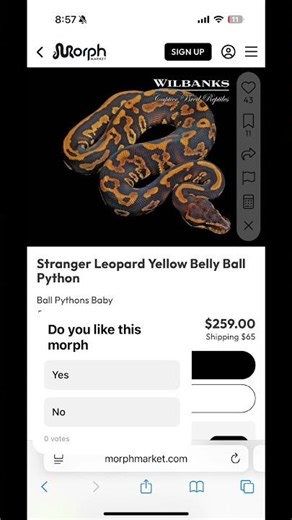 Do you like this morph #ballpython #yellowbelly