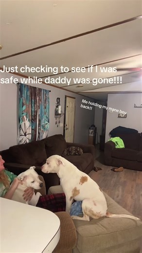 How My Dog Reacts to a Fake Intruder#dog #funnydog #pet #dogvideos #fyp