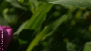 Beautiful yellow and pink spring flowers. Close-up pan across flowers in the sun.