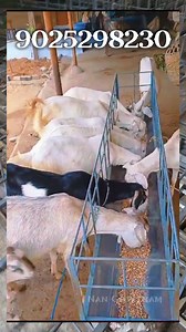 58K views · 1.1K reactions | Goat Feeder #goat #sheep #feeder #trending | Nan Gowtham | Facebook