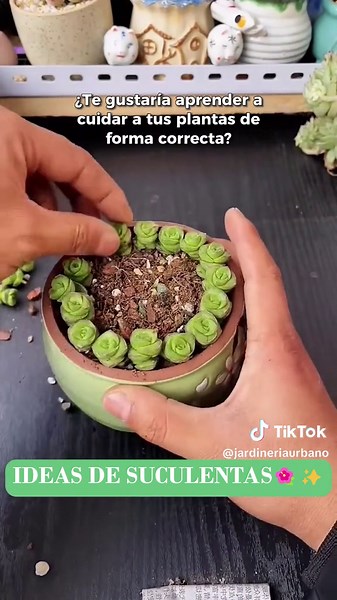 ¿Tienes suculentas pero no sabes cómo decorarlas? #jardineria #hogaryjardineria #tipdejardineria #plantashermosas #paisajismoyjardineria