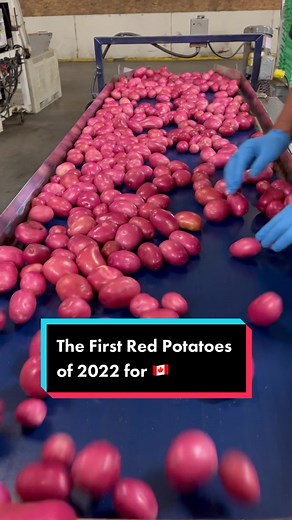 First Red Potato harvest of the year 🇨🇦 #potatotok #farmtok #homegrown #yukongold #redpotatoes #potatoes #veggie #howitsmade