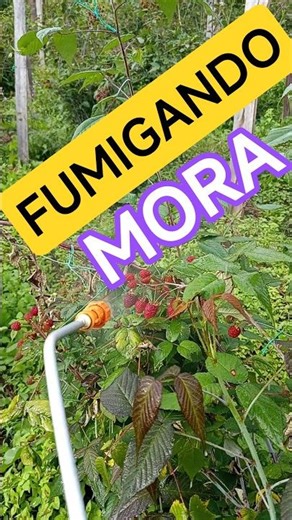 Fumigación de mora de castilla con bomba manual