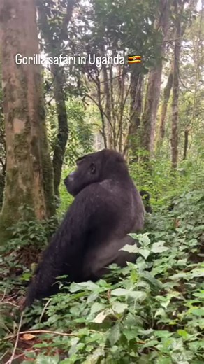It was an exciting adventure to meet the gorillas in buhoma sector in...