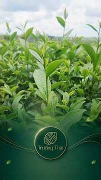 Trà Trường Thái Bảo Lộc | Trà Việt Nam Cao Cấp – Trà Ô Long Ngon Đặc Sản Bảo Lộc