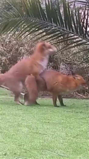 Adorable Baby Fox Playing in the Wild