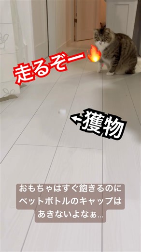 【ビビの日常】お正月🎍深夜のキャップ遊び😤#cat #ねこ#癒し #保護猫 #びびのおうち