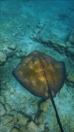 Underwater peace hits different. | Curacao Sea Aquarium