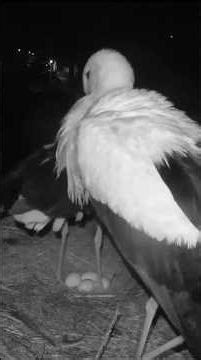 Stork Mom lays fourth egg 🥚#whitestork #storks #egg #nature #birds #nest #shorts