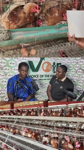 I trust birds more than humans. Sounds strange? Maybe. True? Watch this video to understand why this farmer made that bold statement. The lesson might just change how you see farming, trust, and consistency. #AgroTalk #FarmLife #FarmerMindset #AgroTikTok #ViralAgro