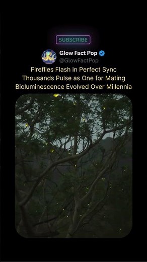 Fireflies That Sync in Unison