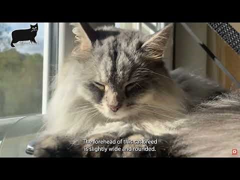 Siberian Cat Care Guide | Traits, Grooming & Health Tips