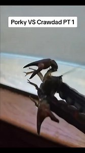 179K views · 1.5K reactions | Who knew puffer fish enjoy crawdad dinners 藍 #porkythepuffer #saltwateraquarium #tiktokviral #tucanaquatics #fyp #tucan #saltwateraquarium #pufferfish #tucanaquatics #tucan #fyp #mantisshrimp | Mantis Shrimp | Facebook