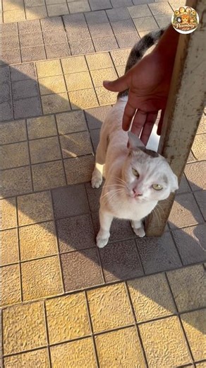 Just Wants Pets in the Evening Sun ☀️🐾 #mumbaicats