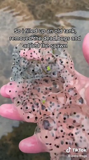 Understanding Frog Eggs: What They Look Like in Water