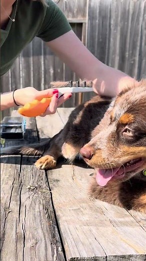 The best brush for dog shedding 🐶