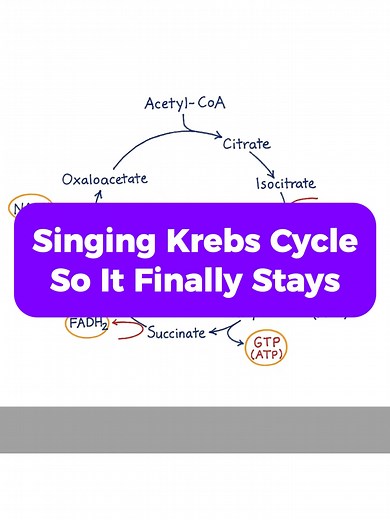 281K views · 2.7K reactions | Oh no, Krebs cycle again… but THIS one is worth it!  A simple, catchy song to finally make the Krebs Cycle stick in your mind. Perfect for students who forget it every exam season.   Watch now and memorize the Citric Acid Cycle without pain.” #KrebsCycle #CitricAcidCycle #Biochemistry #MedStudentLife #USMLE #MedicalEducation #StudyMusic #MedTune | MedTunes | Facebook